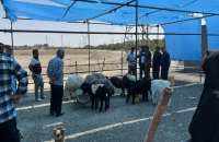 خدمت رسانی شهرداری قم در عید قربان 