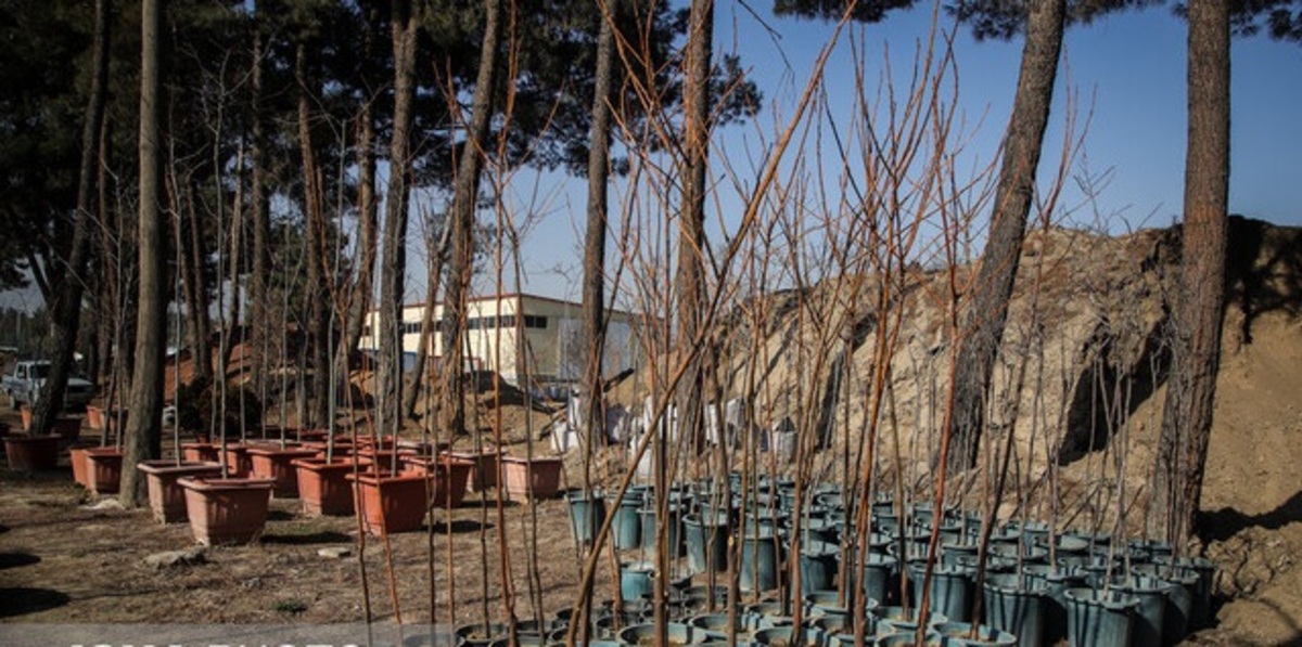 توزیع 70 هزار نهال درختان میوه بین شهروندان قمی